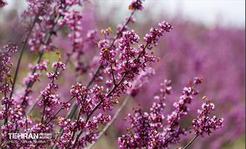 روز طبیعت در منطقه ۵ 49