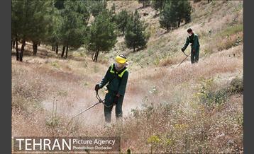 علف زنی بوستانهای تهران برای مقابله با آتش سوزی 12