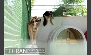 نقاهتگاه سگ های بدون صاحب واقع در آراد کوه 32