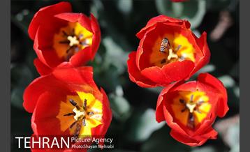 پیاده راه لاله مادران 2