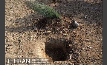 کاشت نهال در بوستان ولایت  14