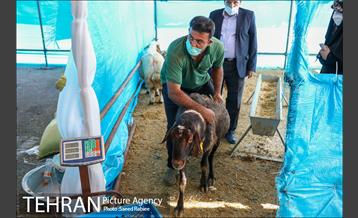 مرکز عرضه دام بهداشتی به مناسبت عید قربان در منطقه 22 تهران 48
