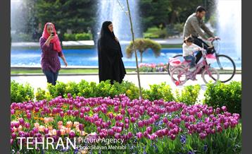 رویش گل های لاله در پارک شهر 42