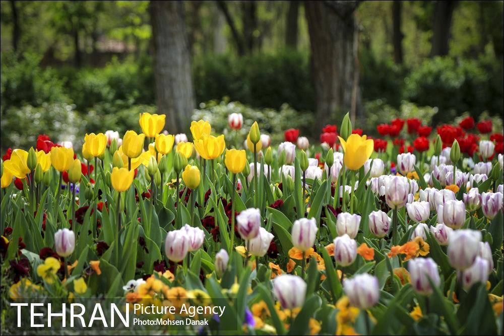 روزهای بهاری پارک شهر 15