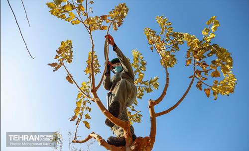 هرس درختان در منطقه 16