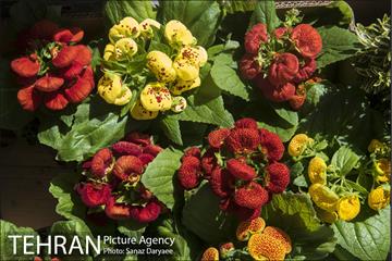 بازار گل شهید محلاتی 4