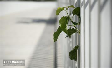 پل تندرستی 19