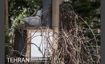 باغ پرندگان تهران 19