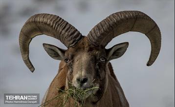 حیات وحش تهران  28