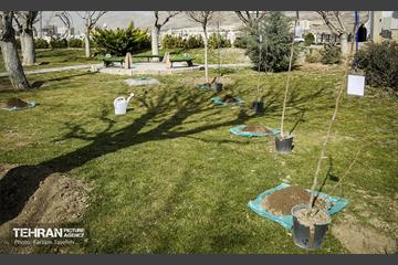 آیین درختکاری در منطقه‌5 29