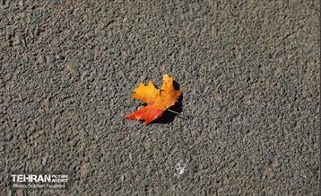 گذر پاییزی بوستان بعثت 16