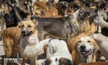 مهربانی با سگ های بدون صاحب 15