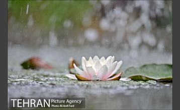 باغ نگارستان 2