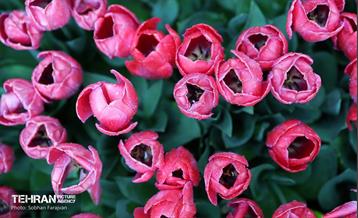 لاله‌ها میهمان باغ ایرانی 25