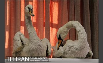 موزه آثار طبیعی و حیات وحش هفت چنار 17