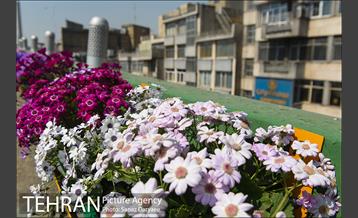 گل آرایی پل سیدخندان 28