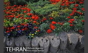 رویش گل های لاله در پارک شهر 38