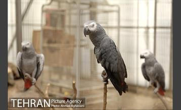 افتتاح اولین "باغچه خبر" در تهران 29