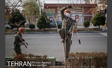 آغاز فصل هرس درختان 18