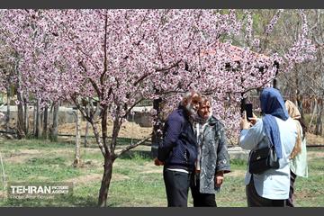 شکوفه‌های بهاری در بوستان سمن‌ها 8