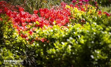 لاله های باغ ایرانی 4