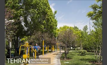 بوستان آزادگان 31