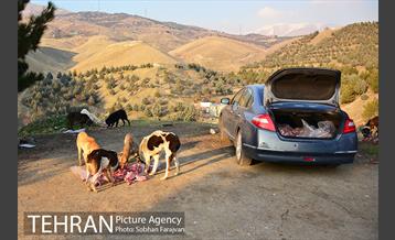 رهاسازی 150 قلاده سگ بدون صاحب  30