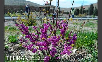 طبیعت بهاری بوستان سرخه حصار‎ 12