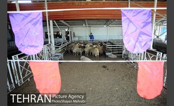 بازدید معاونین شهردار از جایگاه های عرضه دام زنده 33
