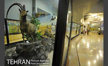 موزه حیات وحش پردیسان 3