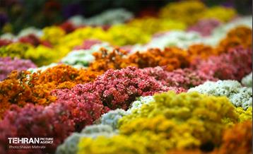 نوزدهمین نمایشگاه گل و گیاه تهران 4