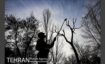 آغاز فصل هرس درختان- 3