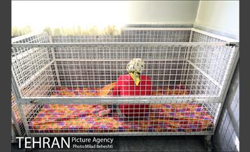 تهرانگردی احمد مسجدجامعی به مناسبت شب یلدا 22