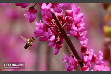بهار ارغوانی 16