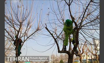 عملیات هرس درختان درمعابر و بوستانهای مناطق تهران 12