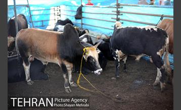 بازدید معاونین شهردار از جایگاه های عرضه دام زنده 15