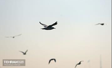 کوچ پرندگان مهاجر به دریاچه شهدای خلیج‌فارس 13
