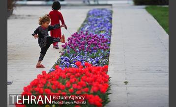 رویش گل های لاله در میدان آزادی 20