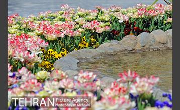 رویش گل های لاله در پارک شهر 2