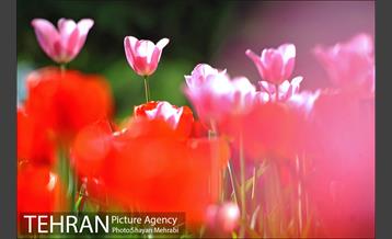 رویش گل های لاله در بوستان ملت 13
