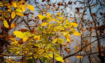 سمفونی رنگ های پاییزی - دربند 37