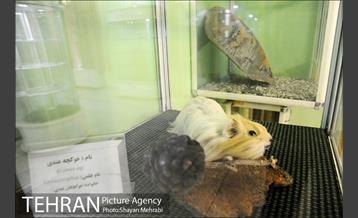 موزه حیات وحش هفت چنار 28