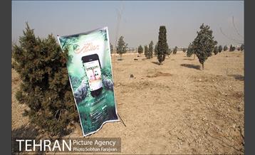 کاشت نهال در بوستان ولایت  12