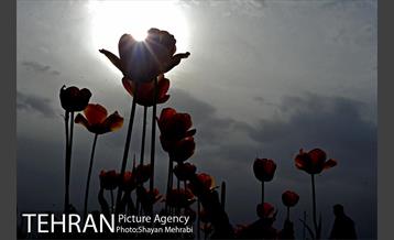 رویش گل های لاله در میدان آزادی 12