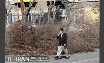 عملیات هرس درختان درمعابر و بوستانهای مناطق تهران 11