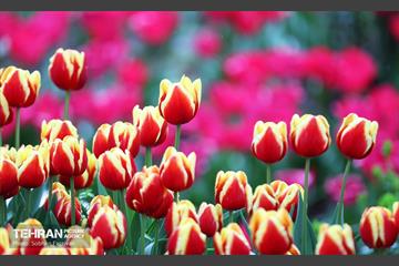 لاله‌ها میهمان باغ ایرانی 35