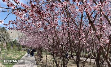 شکوفه‌های بهاری در بوستان سمن‌ها 31
