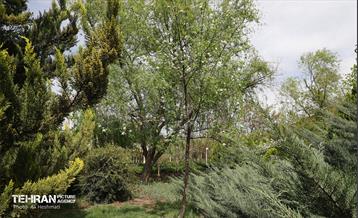 بوستان بانوان نرگس 8