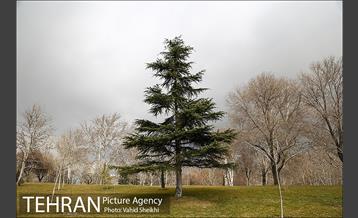 پارک ملت در یک روز زمستانی 2