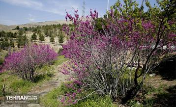 هوای بهاری منطقه 5 28